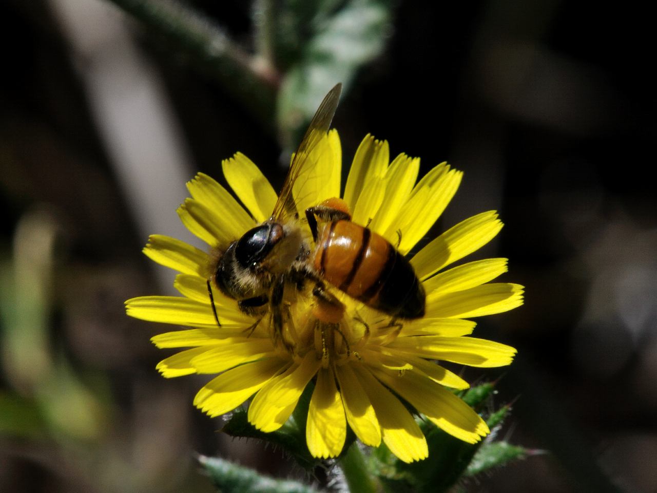 Apis mellifera con pelosit consumata